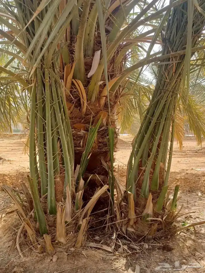 فروخ نخيل خلاص صقعي مجدول خضري 4