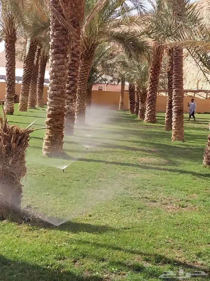 ثيل طبيعي درجه اولى C2000 فرنسي 4