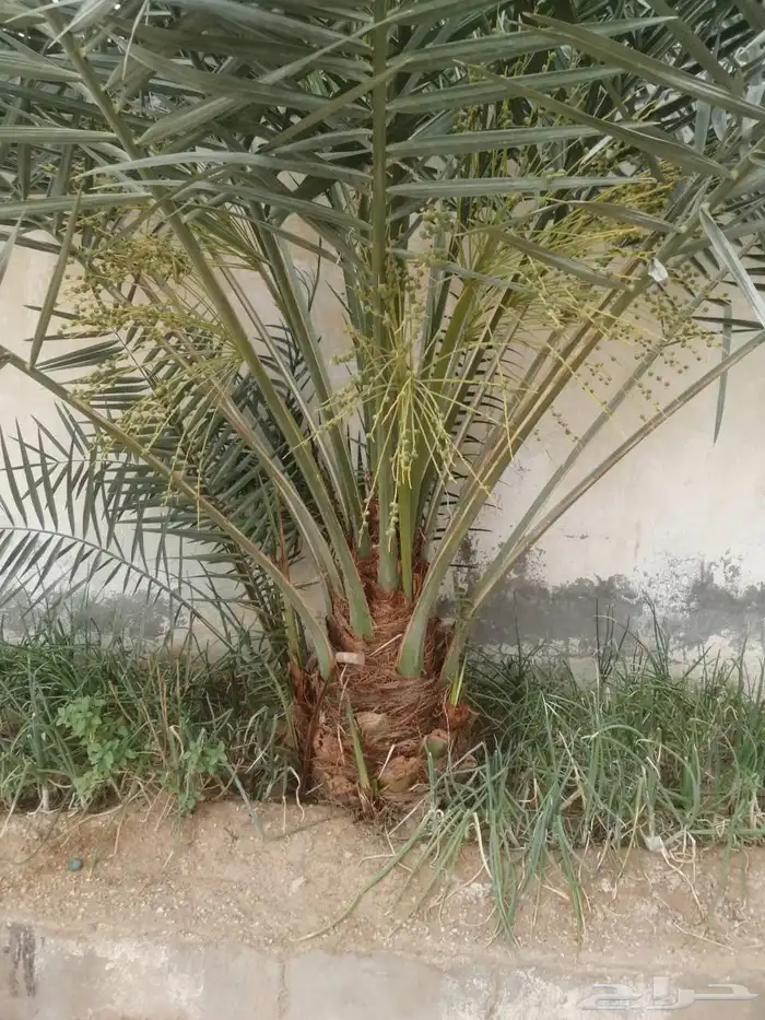 يوجد لدينا نخل عربي واشنطن جميع انواع النخل والمقاسات 3