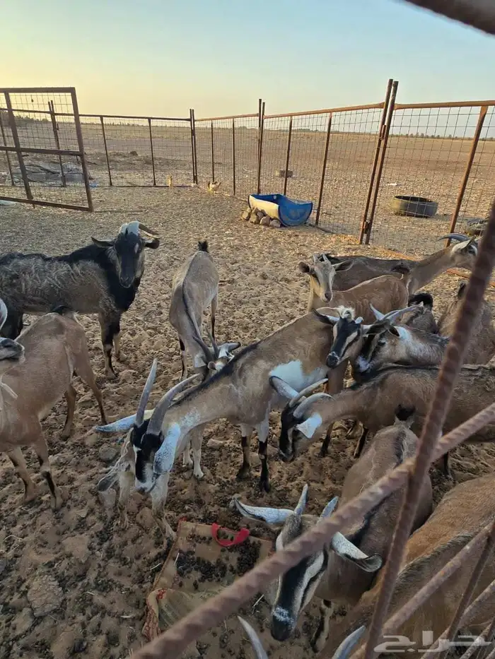 معزا عارضيات مهجنات مع وعول 3