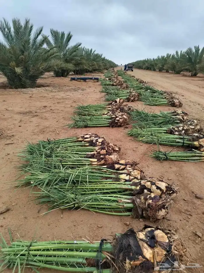 فروخ نخيل خلاص صقعي مجدول خضري 0