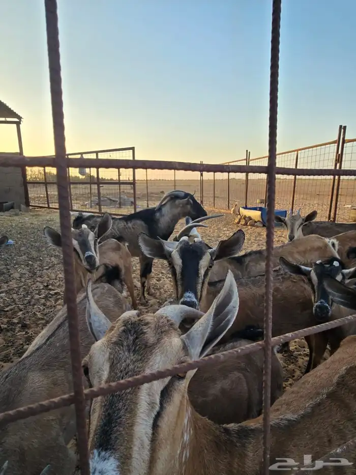 معزا عارضيات مهجنات مع وعول 1
