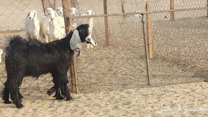 جفار عوارض طيبه 4