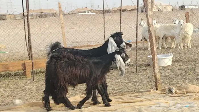 جفار عوارض طيبه 13