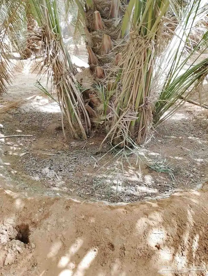 نخيل عربي واشنطني توصيل وزراعه 4