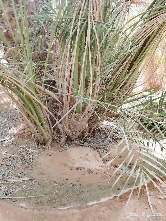 نخيل عربي واشنطني توصيل وزراعه 5