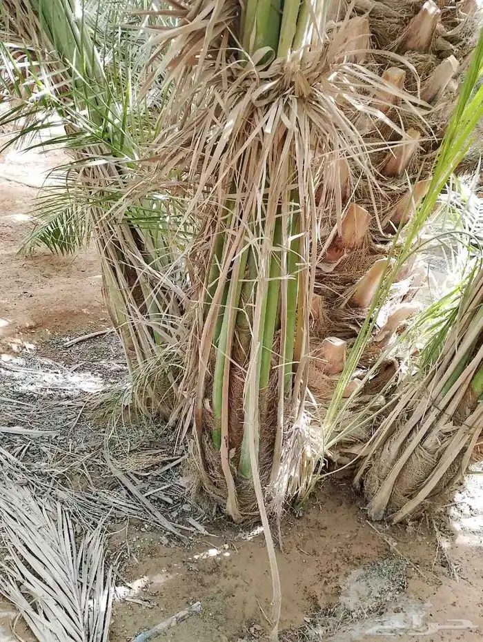 نخيل عربي واشنطني توصيل وزراعه 6