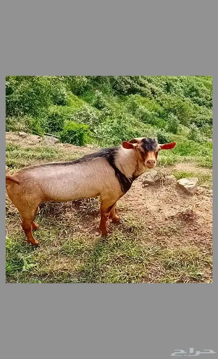 تيس فحل 1