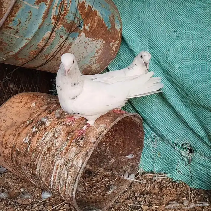 للبيع حمام 0