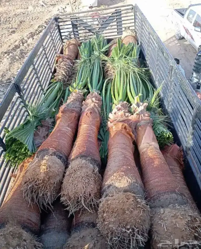 سلام عليكم ورحمه الله وبركاته وبعد نحن مؤسسه مقاولات عامه نق 6