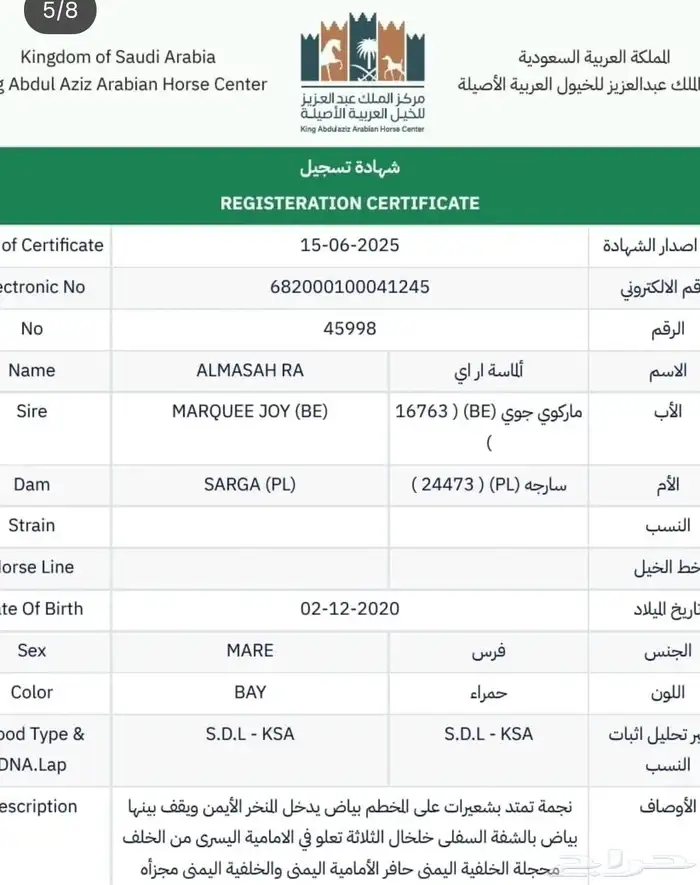 للبيع فرس دماء جمال و معسوفه ولقاح من بطل 3
