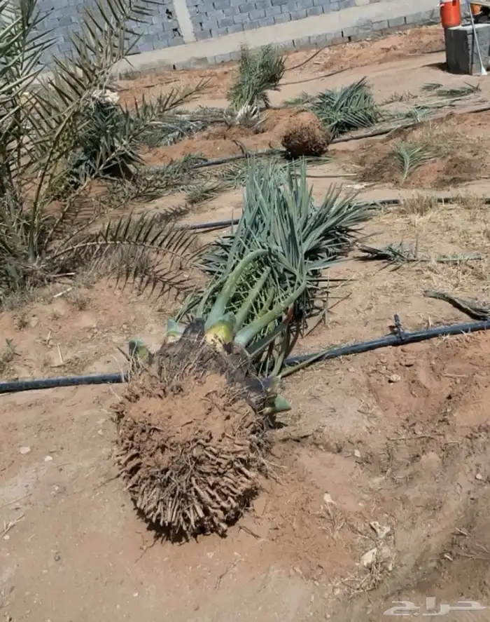 يوجد جميع الفسايل الطيبه والمثمر 4
