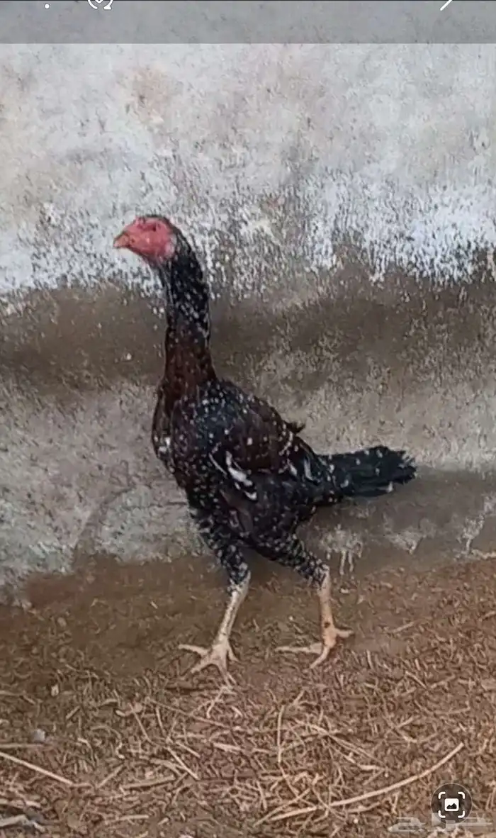 دجاج باكستاني سندي 6