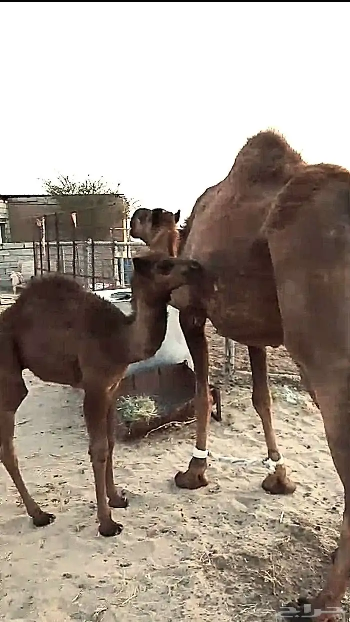 خلفه مصغر 1