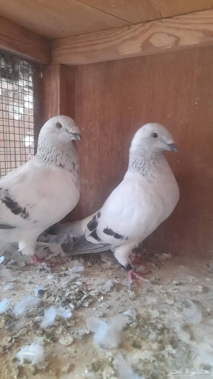 حمام زاجل. ايس 0