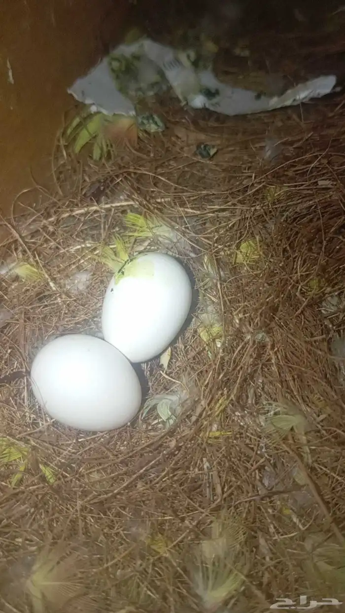 زوج روز منتج 1