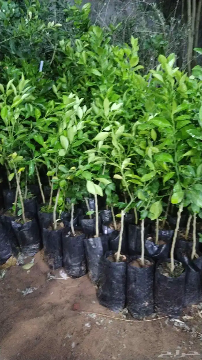 مقاول توريدنخيل عربي وواشنطني وأشجار زيتون 8