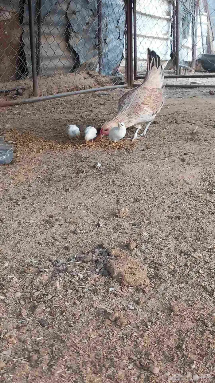 دجاجه كفو 1