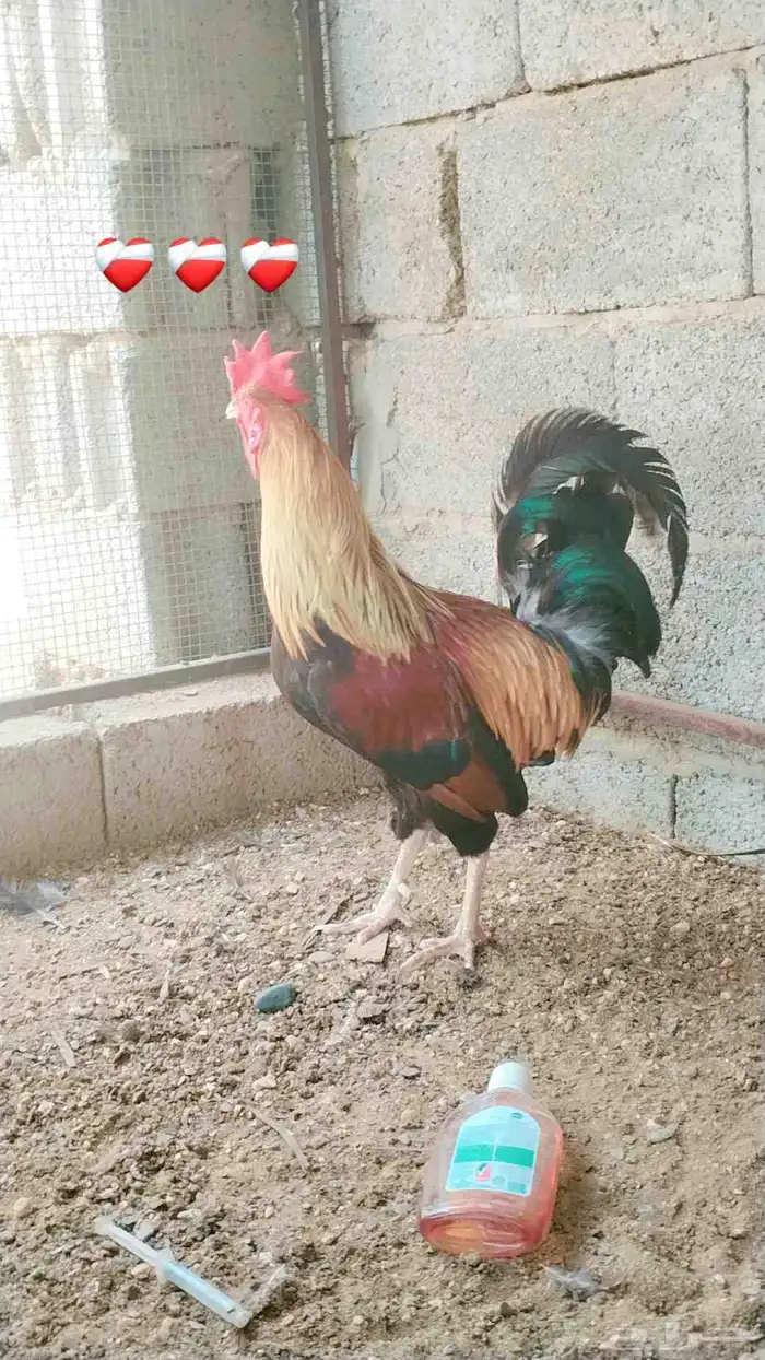 دجاج عربي أصيل   تم البيع تم البيع 4