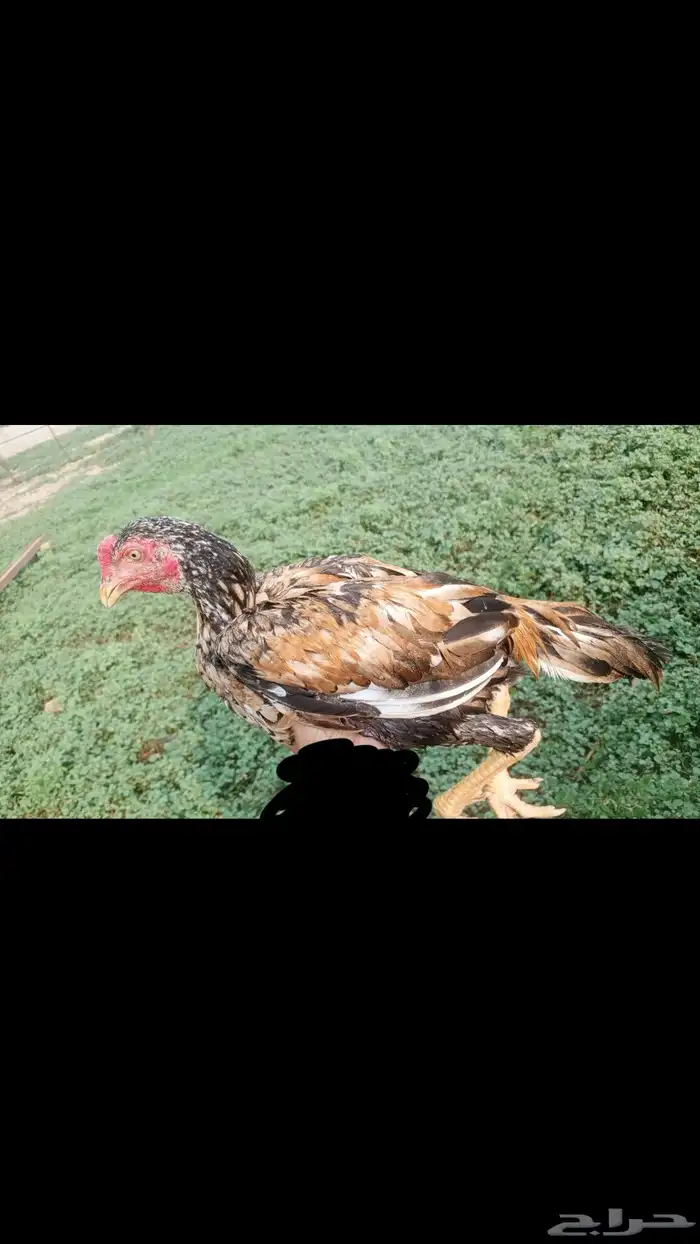 للبيع ديك سندي بيور مشجر 2