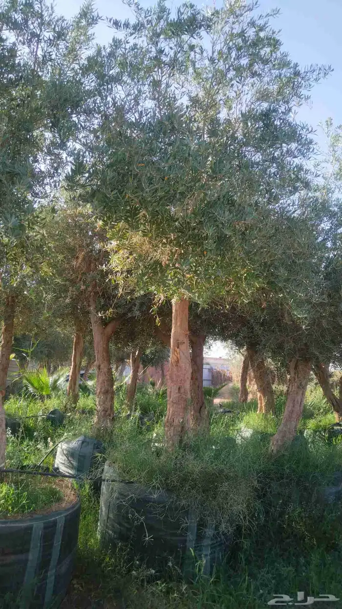 مقاول توريدنخيل عربي وواشنطني وأشجار زيتون 2