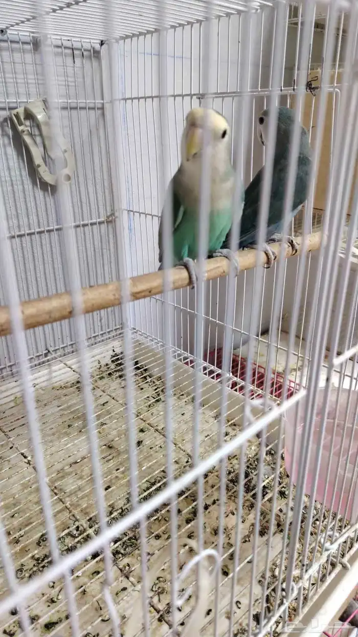 جوز روز منتج شرط و اثنين استاند اقفاص مقاس 601 4