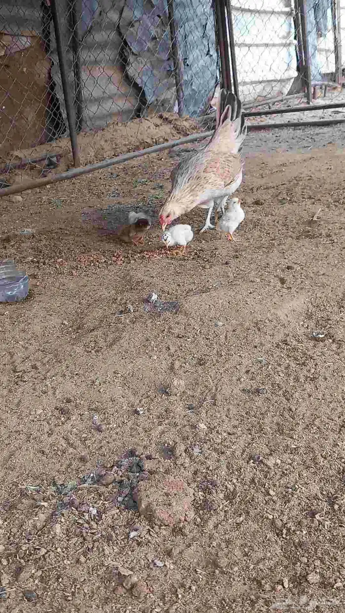 دجاجه كفو 2