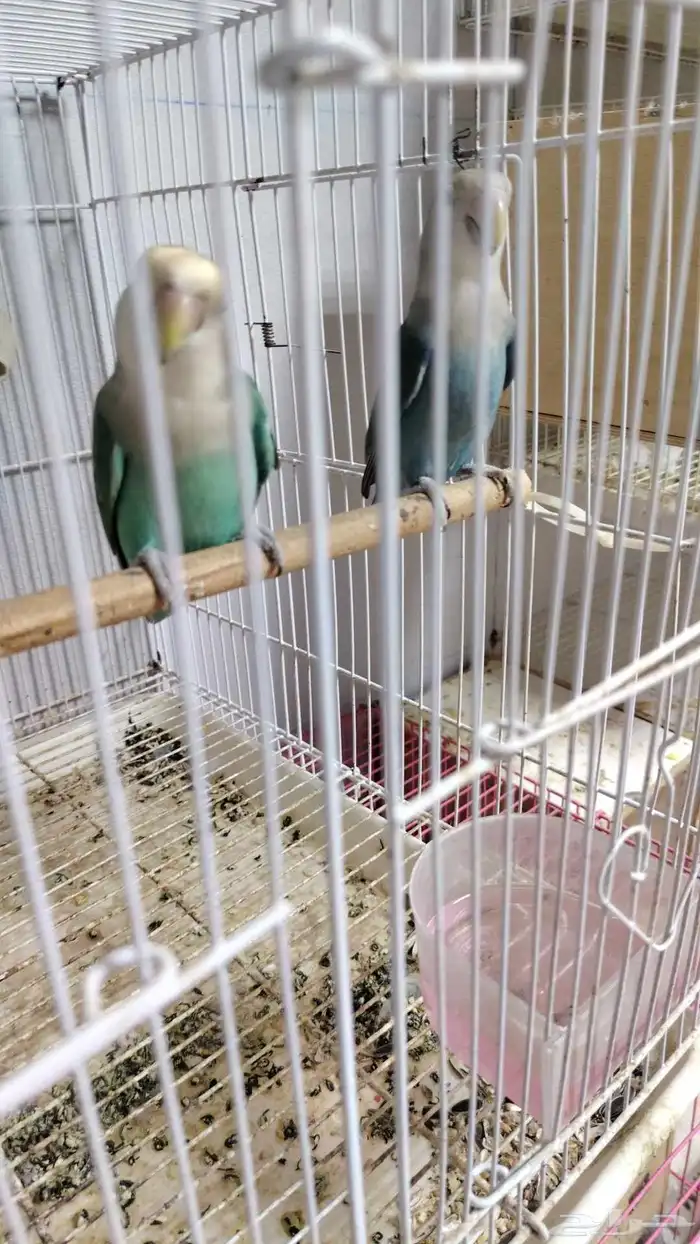 جوز روز منتج شرط و اثنين استاند اقفاص مقاس 601 0