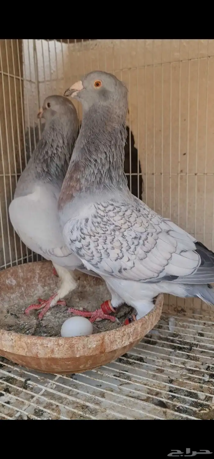 حمام شامي 1