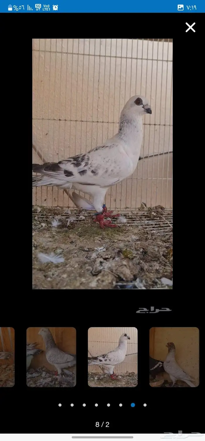 حمام شامي 9