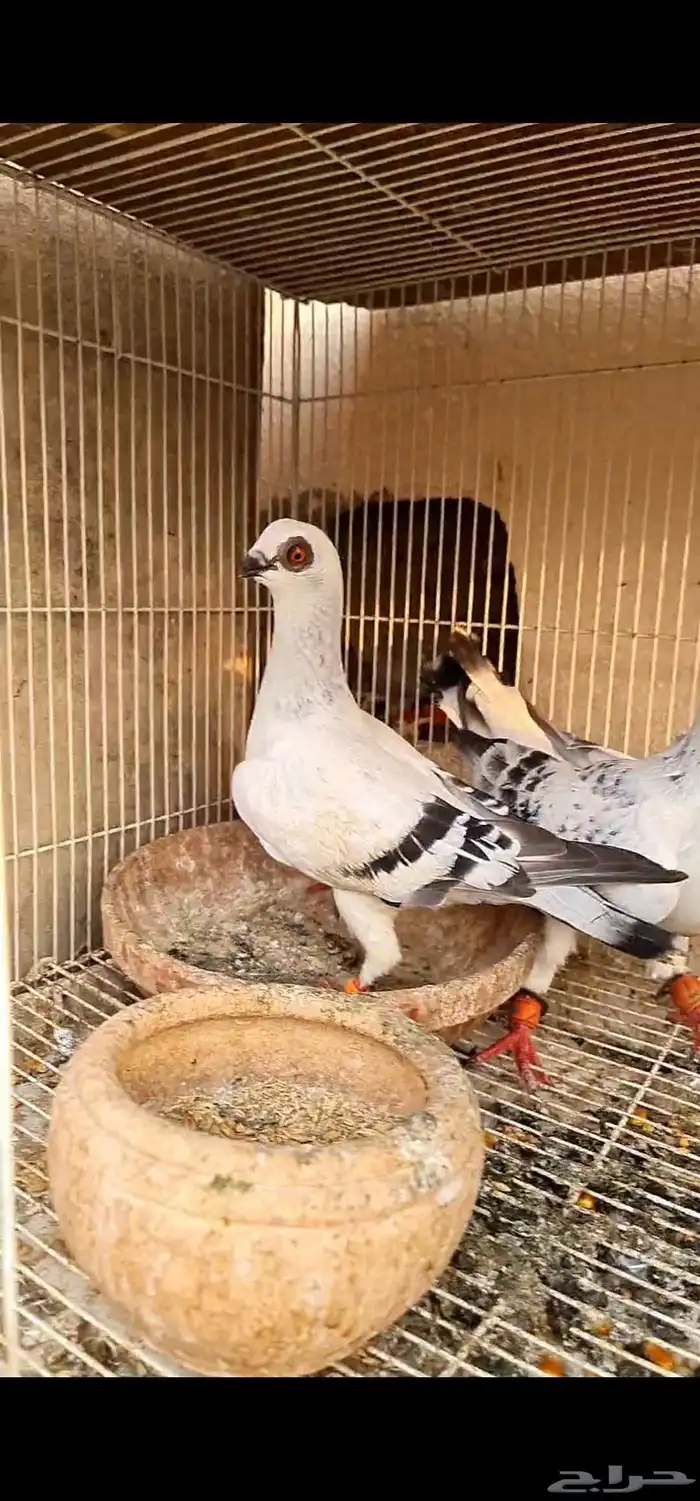 حمام شامي 4