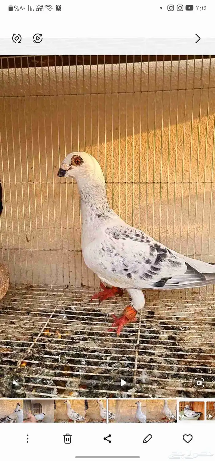 حمام شامي 3