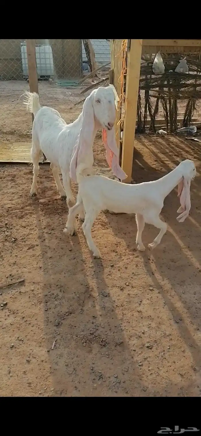رباع مطوره بيضا برصا خصم معها جفره 0