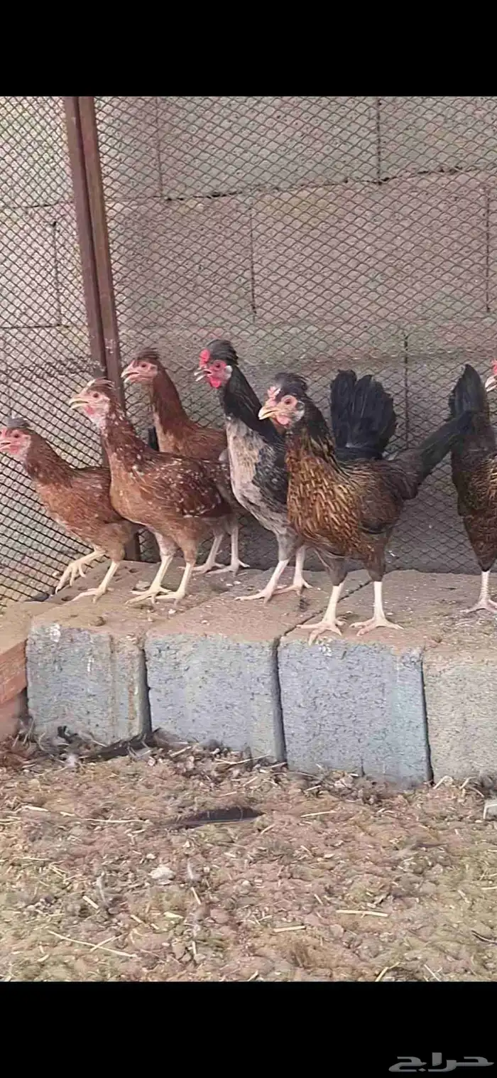 دجاج عربي أصيل 1