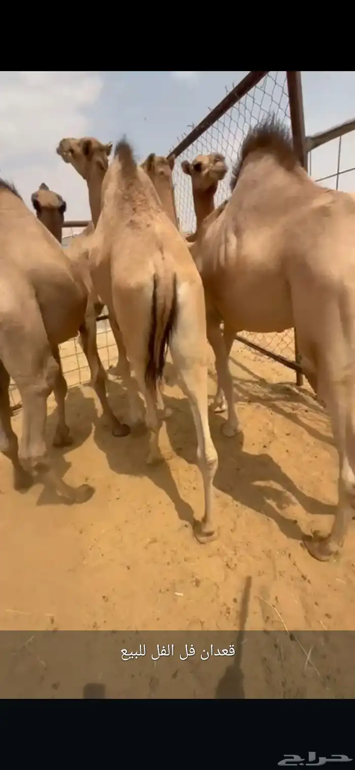 قعدان فل الفل مفاريد مبادي وزوجات للبيع 0
