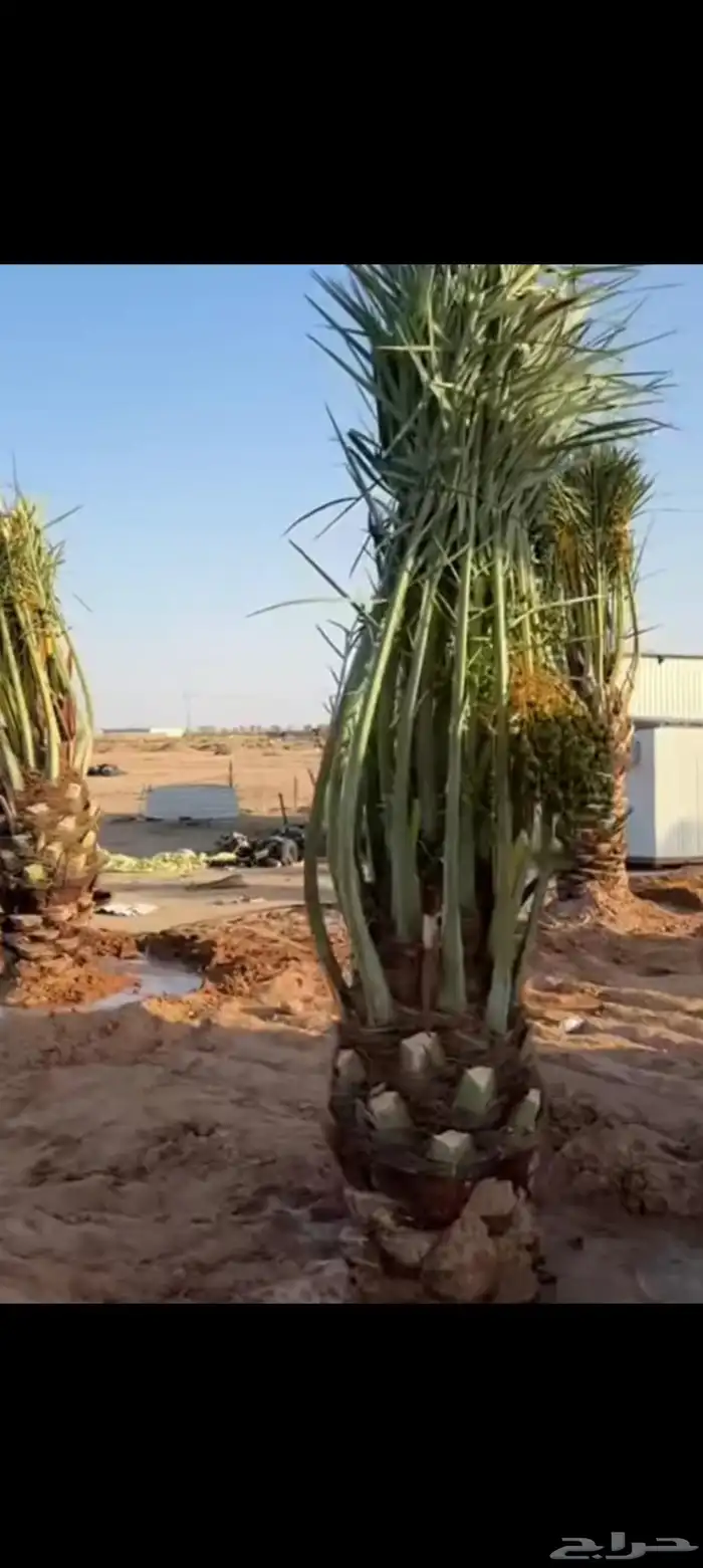 نخيل مثمره للبيع 4