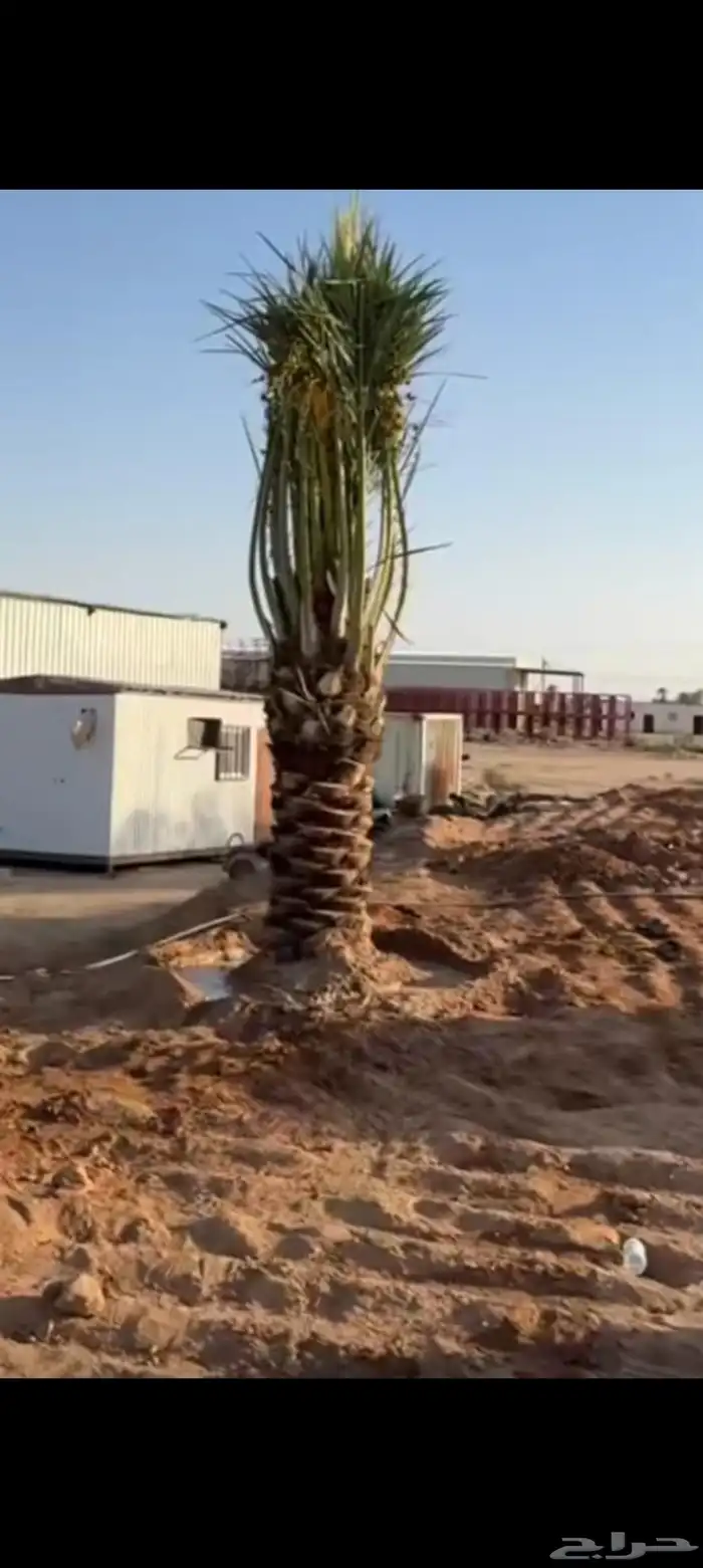 نخيل مثمره للبيع 5
