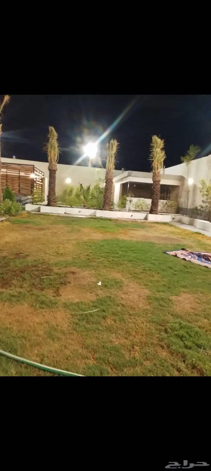 نخيل مثمره للبيع 2
