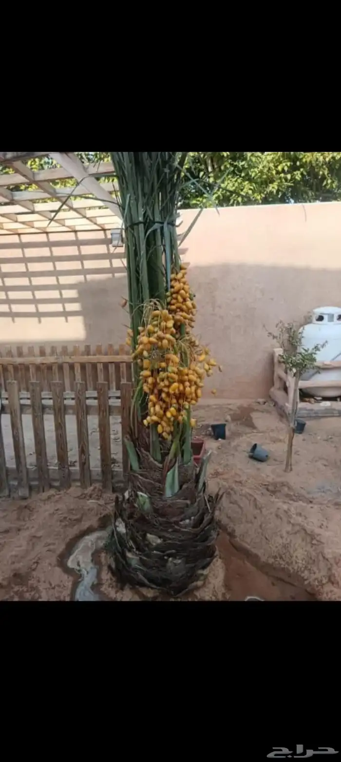 نخيل مثمره للبيع 0