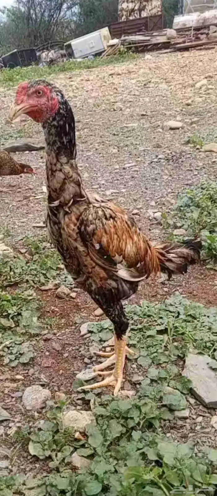 للبيع ديك سندي بيور مشجر 1