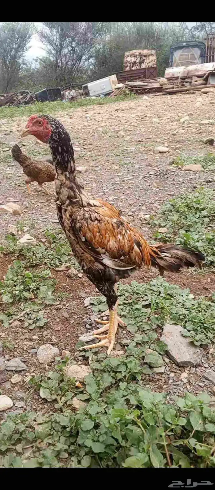 للبيع ديك سندي بيور مشجر 0