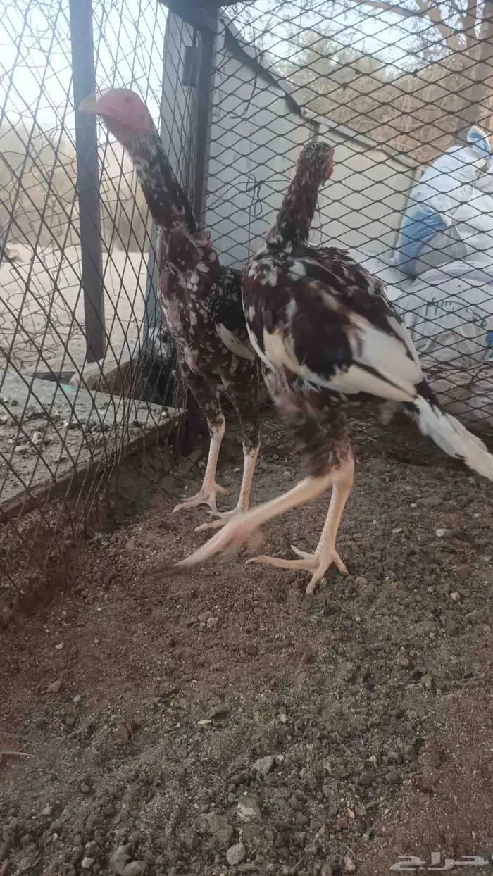 فروخه باكستاني سندي 0