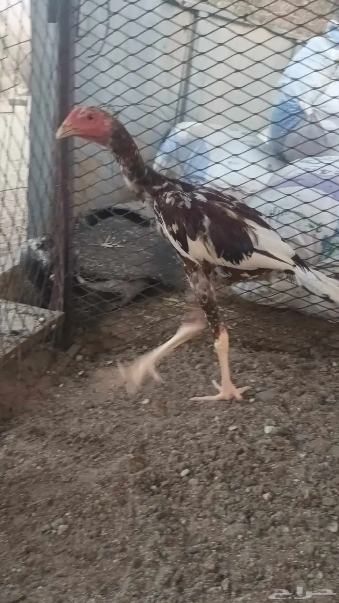 فروخه باكستاني سندي 4