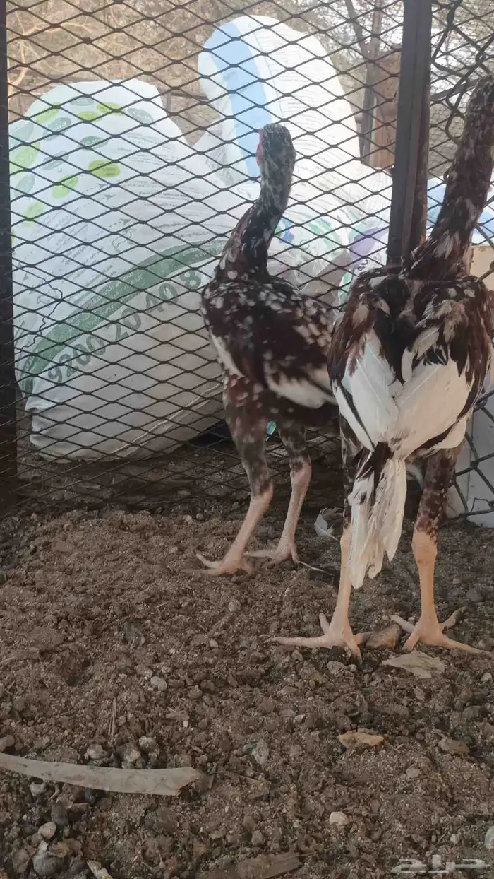 فروخه باكستاني سندي 8