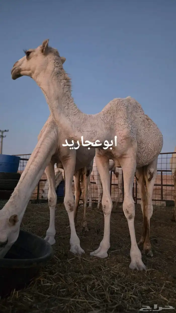 بكرة مقنوي ساسها ابوعجاريد موقع الزلفي 1
