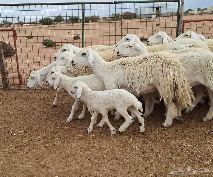غنم حريات طيبه دفيع ومضريع العدد 19 تحتها 4 للقناي 19