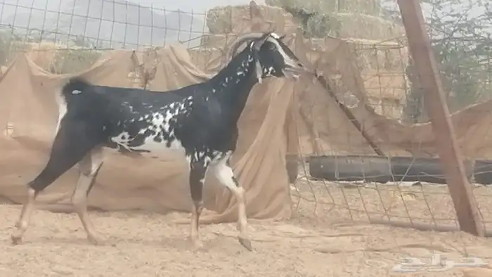 عنز بيشية مرخا صنف دافع شرط بين دفاعها 12