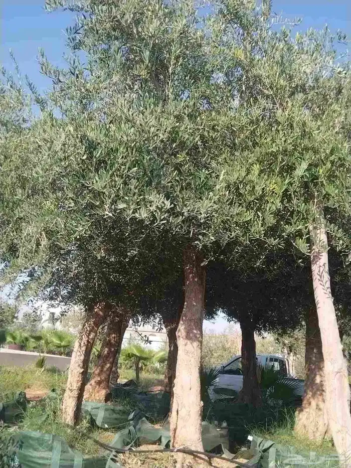 مقاول توريدنخيل عربي وواشنطني وأشجار زيتون 3