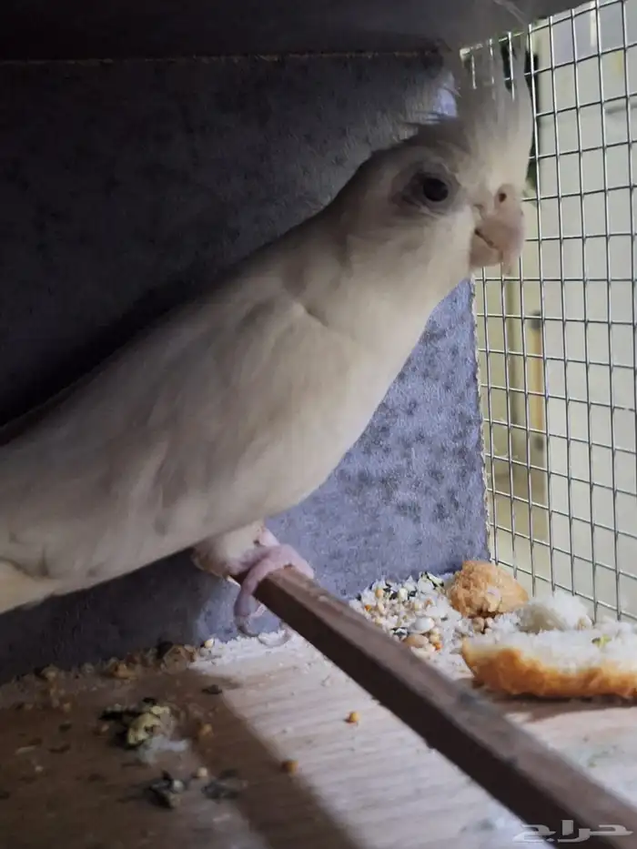 ابغا اي نوع طير للتبني 2