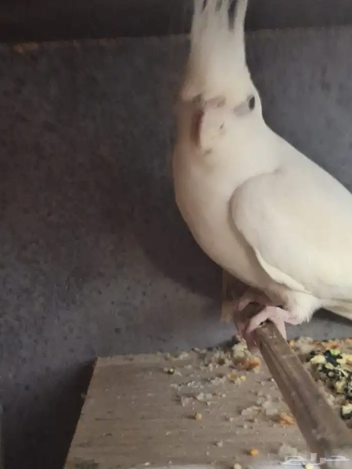 ابغا اي نوع طير للتبني 1